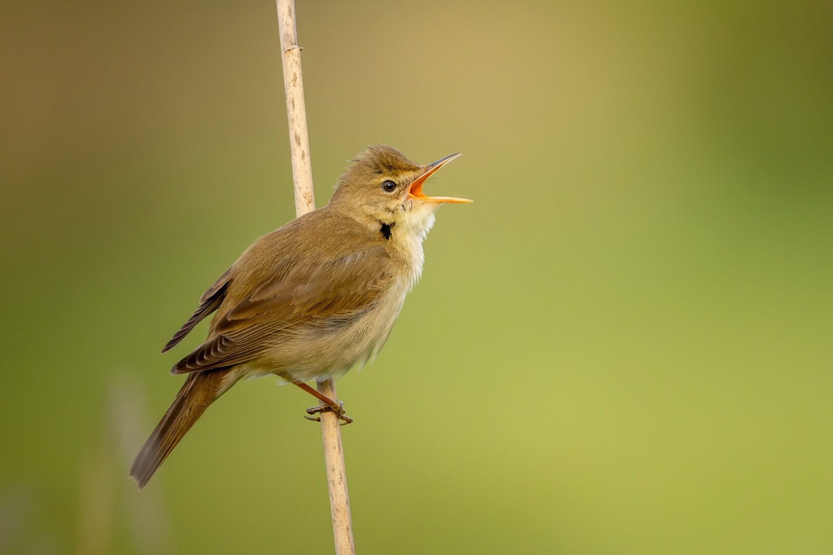 Sumpfrohrsänger