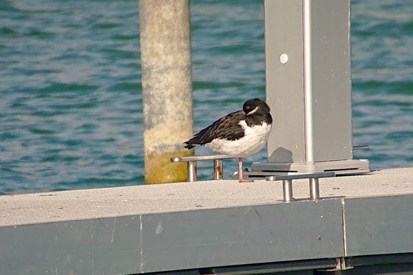 Anfangs noch brav auf dem Steg schlafend, flog er plötzlich ...
Foto: Merlin Hochreutener