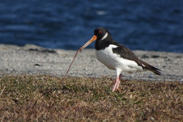 ... erbeutete hie und da einen dicken Regenwurm, ...
Foto: Gilles Hauser