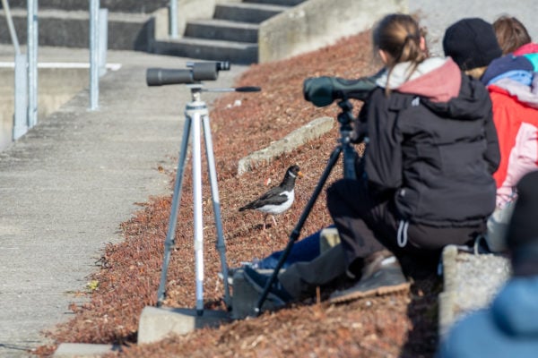 Unbekümmert spazierte er vor unseren Füssen umher, ...
Foto: Merlin Hochreutener