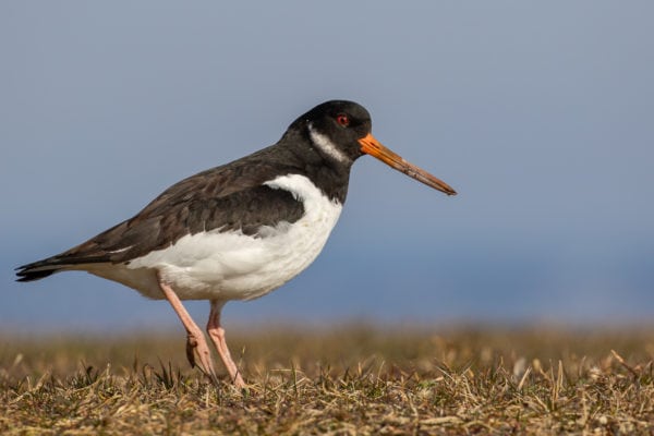 ... oder stand einfach den Fotografen Model.
Foto: Merlin Hochreutener