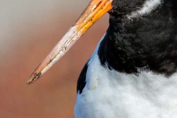 Foto: Merlin Hochreutener