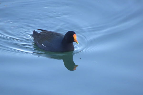 Der Bläss- x Teichhuhn-Hybrid aka Bleichhuhn. Eine nicht alltägliche Beobachtung.
Foto: Gilles Hauser