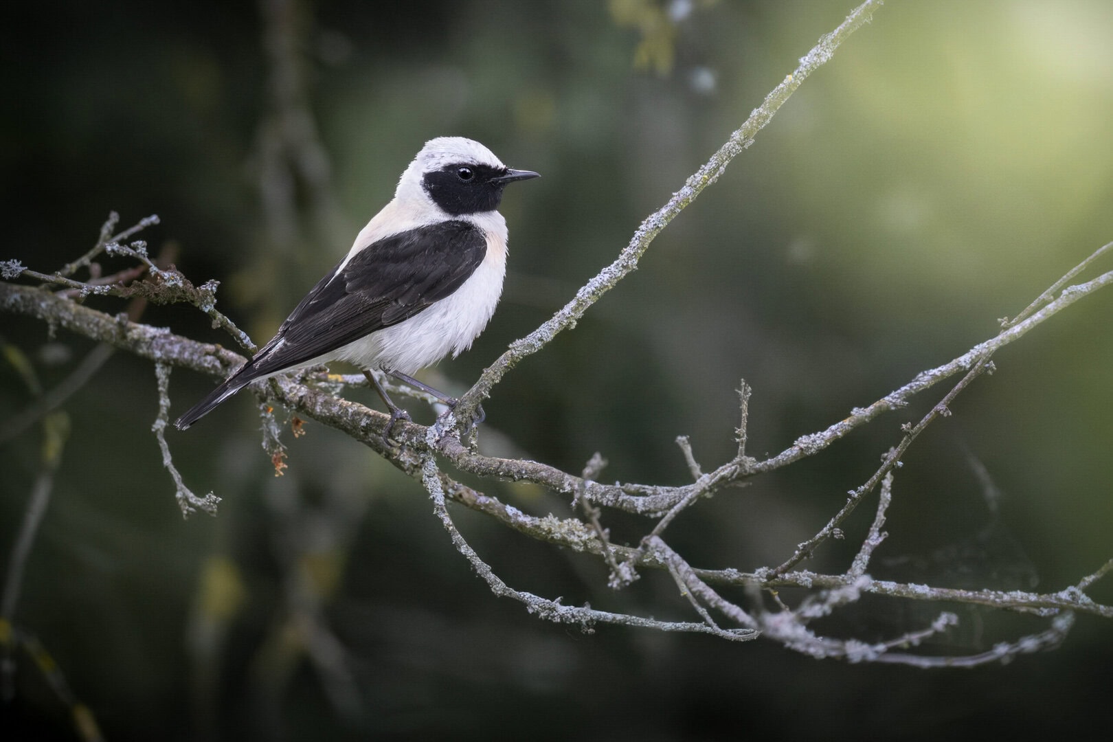 DSC_8833-Enhanced-NR-Edit-10 (1) (1)-Edit