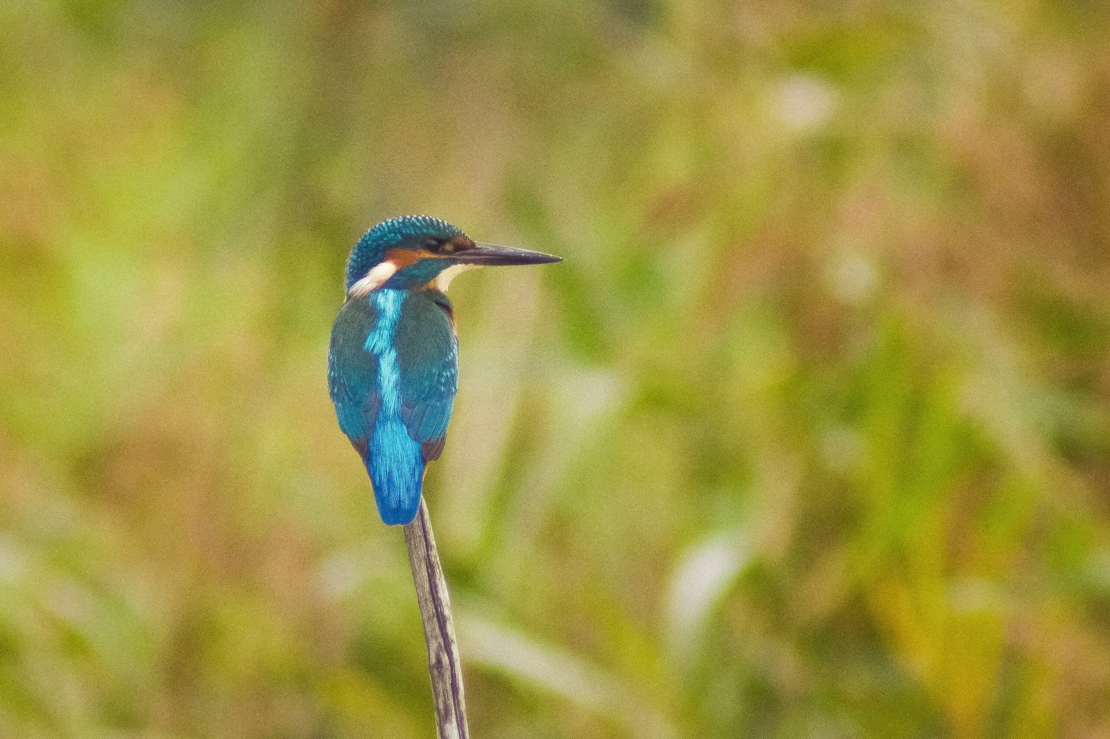 Eisvogel-Ivan