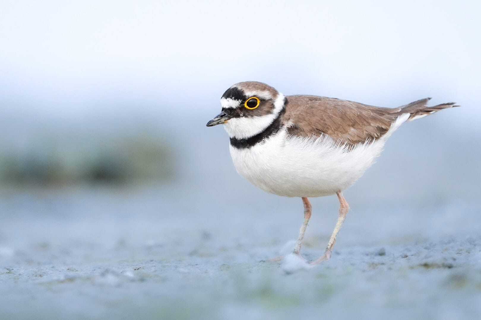 Flussregenpfeifer_Neusiedler See_Florian