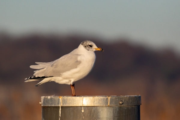 Mit einer sehr fotogenen Schwarzkopfmöwe...
Foto: Merlin Hochreutener