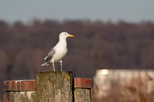 ... sowie einer Steppenmöwe.
Foto: Merlin Hochreutener