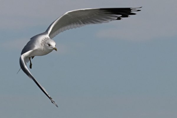 Wer ein Flair dafür hatte, konnte auch die Sturmmöwen im Flug fotografieren.
Foto: Dominic Eichhorn