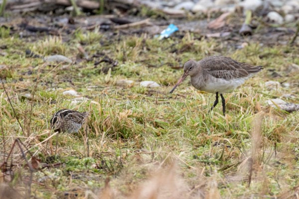 In Arbon erwartete uns die Uferschnepfe.
Foto: Merlin Hochreutener