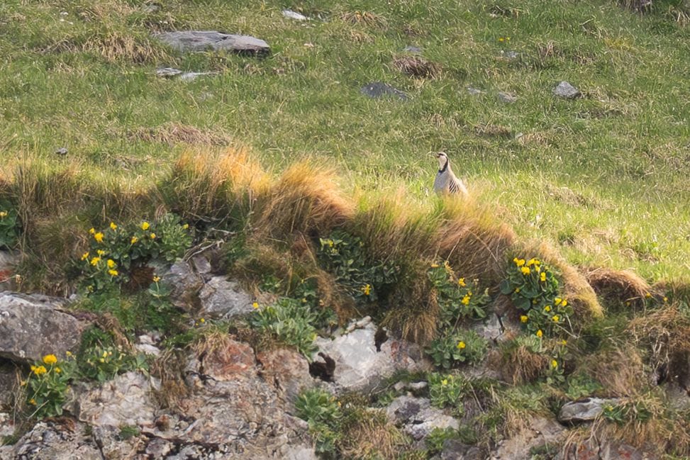 Steinhuhn Elias Glarus